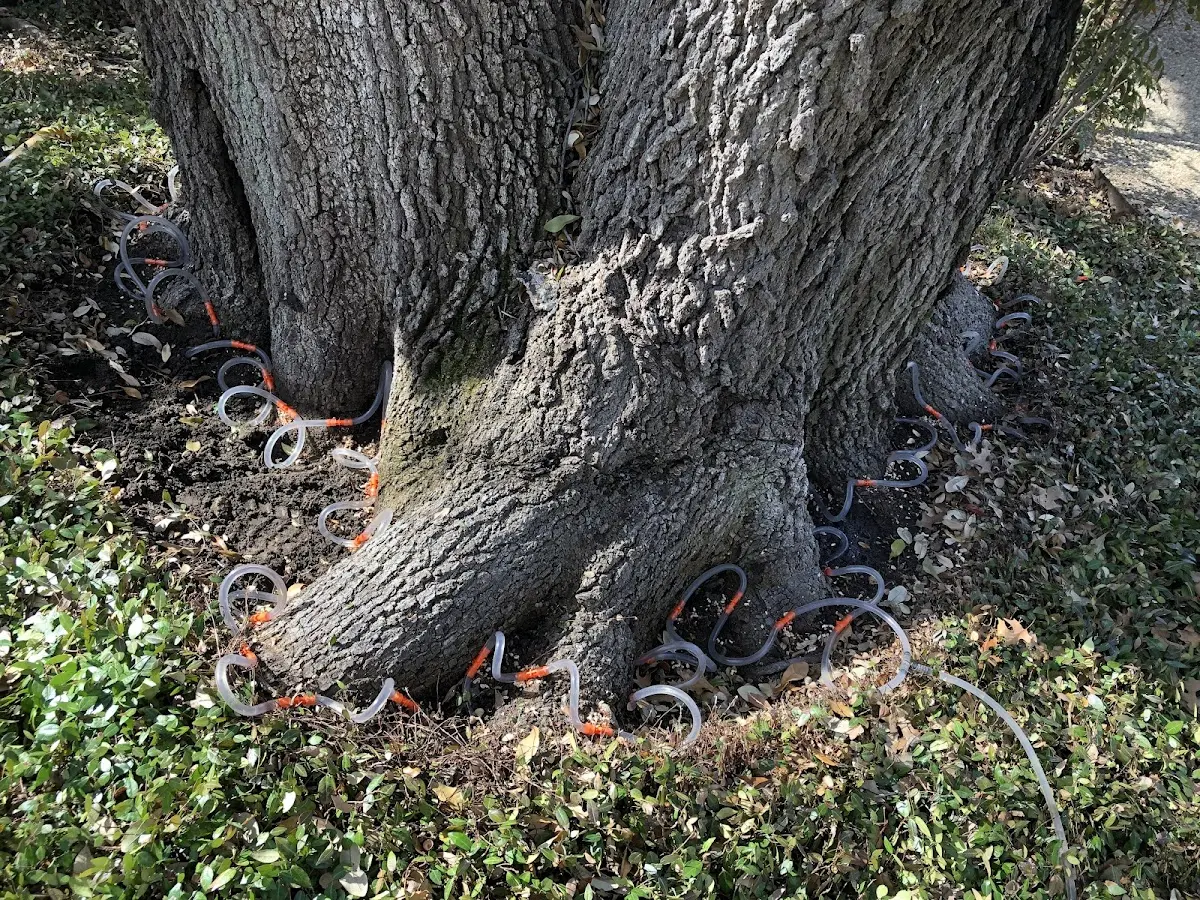 Detailed Tree Cabling and Bracing job site in Cohagen